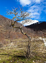 &ldquo;Contorsioni&ldquo; (Valle Pantana).