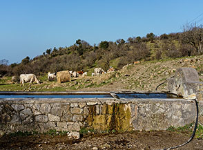 Il Fontanile Pietro Pica nel Parco Regionale Marturanum.