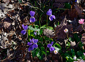 Fioritura di Viola mammola (Viola odorata L.) nel sottobosco a Monte Regolano.