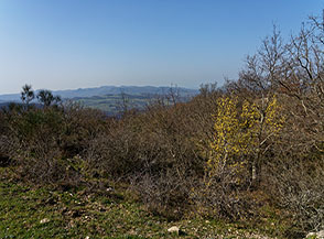 Vista sui Monti della Tolfa con in primo piano la gialla fioritura del Corniolo maschio (Cornus mas L.).