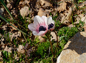 Una varieta poco appariscente di Anemone dei fiorai (Anemone coronaria) a Poggio Mandrione.