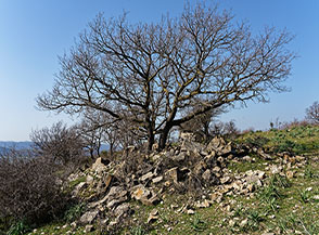 Retaggio di antiche usanze, quando le pietre venivano accumulate in alcuni punti per rendere il campo pi&ugrave; sfruttabile (qui sulla sommit&agrave; di Poggio Mandrione).