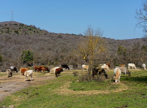Mucche sul fondovalle nei pressi di Fontana Vangata.