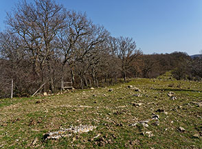 Linea di confine del bosco di Macchia della Bandita.