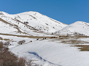 Cavalli bradi alle pendici del Monte San Nicola (sullo sfondo).