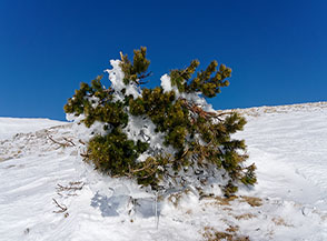 &ldquo;Nec recisa recedit&ldquo; (un pino nero piegato ma non sconfitto dal gelo invernale sulla Cima Costone di Valle Faito).