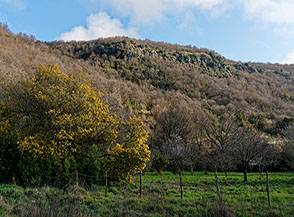 Fioritura di una mimosa alle pendici di Monte del Puzzerago.