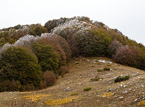 Macchie di bosco spruzzate dalla galaverna lungo la Cresta Nord del Rotella.