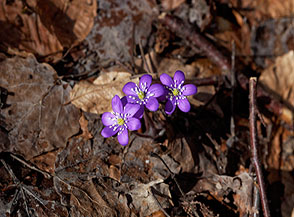 Fiori di Erba trinit&agrave;, perle di bellezza nello spoglio sottobosco (Bosco le Cese).