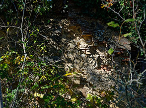 &ldquo;Ruderi alla macchia&ldquo; (Podere Oliveno).