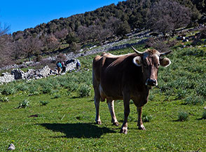&ldquo;Sotto osservazione &ldquo; (lungo il sentiero alle pendici di Monte Sacro).