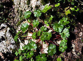 Le lucide foglie del Geranio lucido! (Geranium lucidum nei pressi della cima di Monte Sacro).