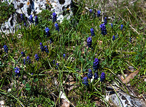 Fioritura di Muscari ignorato nei pressi di Parco Orefice.