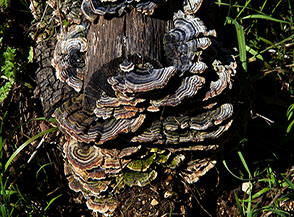 Variopinto fungo poliporo (Coriolo multicolore) in Valle della Vecchia.