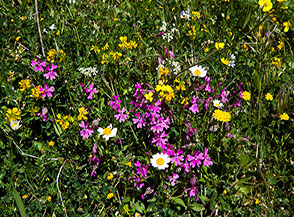 Tra i  prati della Cresta Sud-Est del Sambucaro spicca la fioritura della Silene pendula (Silene pendula).