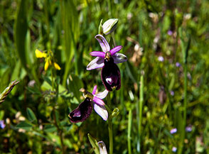 Ofride di Bertoloni (Ophrys bertolonii) sulla Cresta Sud-Est del Sambucaro.