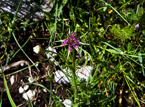 Il poco comune Barba di becco meridionale (Tragopogon porrifolius australis) sulla Cresta Sud-Est del Sambucaro.