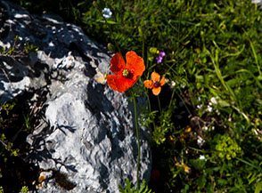 Papavero a clava (Papaver dubium, Cresta Sud-Est del Sambucaro).