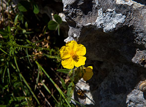 Il solare fiore dell&rsquo;Eliantemo maggiore (Helianthemum nummularium L., sulla Cresta Sud-Est del Sambucaro).