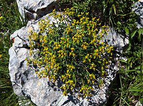 La graziosa piantina in fiore di un Euforbia spinosa (Euphorbia spinosa L.) cresciuta su un masso lungo la Cresta Sud-Est del Sambucaro.