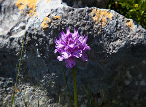 La bellissima Orchidea screziata (Neotinea tridentata, Cresta Sud-Est del Sambucaro).