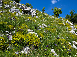 Fioritura di Euforbia spinosa e Giaggiolo paonazzo sul fianco orientale della Cresta Sud-Est del Sambucaro.