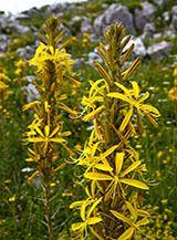 Fusto floreale dell&rsquo;Asfodelo giallo (Asphodeline lutea L., Cresta Sud-Est del Sambucaro).