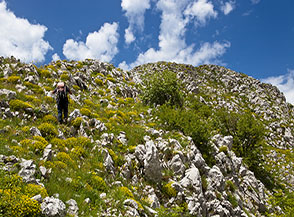 Nel tratto terminale della Cresta Sud-Est del Sambucaro tra la fioritura dell&rsquo;euforbia spinosa.