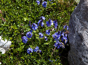 I graziosi fiorellini celeste-viola della Veronica di Orsini (Veronica orsiniana Ten.) trovati in gran numero nella parte alta della Cresta Ovest del Sambucaro.