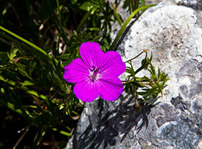 Il vellutato fiore del Geranio sanguigno (Geranium sanguineum L., Cresta Ovest del Sambucaro).