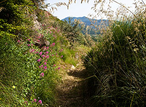 Uno scorcio suggestivo lungo la mulattiera in localit&agrave; Canala (San Vittore del Lazio), fra le spighe dell&rsquo;Ampelodesmo e la fioritura della Camarezza comune o Valeriana rossa.