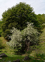Scorcio con fioritura di melo selvatico alla Macchia dei Ferrari.