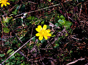 Fiore di Ranuncolo rosulato (Ranunculus bullatus) a Piano di Aielli.
