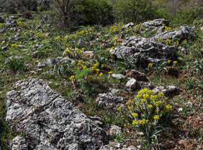 Giardino fiorito nel Vallone Fra Paolo.