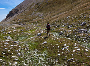 Sui prati alpini in Alta Valle delle Mandrelle.