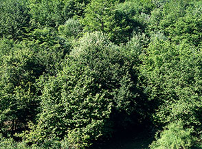 &ldquo;Delicate variazioni&rdquo; (bosco nei pressi di Colle Mattone).