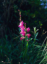 Fiore di &hellip; (Parco di Gianola).
