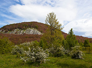 Biancospino comune (Crataegus monogyna Jacq.) in fiore sulla Piana Serrareccia.