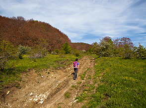 Lungo la pista che ci conduce alla Piazza del Re, sulla sx il bosco porta ancora i segni di una forte gelata primaverile.