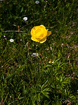 Un meraviglioso fiore di Botton d&rsquo;oro (Trollius europaeus L.), specie abbastanza rara altrove ma diffusissima sui pascoli dell&rsquo;Annunziata.