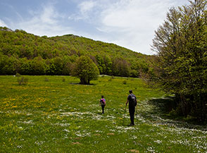 L&rsquo;ultima radura che s&rsquo;incontra salendo al Monte Secine da sud-ovest.