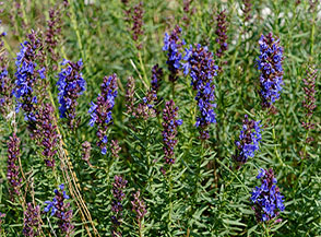 Fiori di Issopo (Hyssopus officinalis).