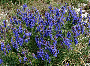 Una bellissima fioritura di Issopo (Hyssopus officinalis) sulla cima del Monte Secino.