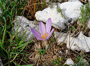 Fiore di Zafferano maggiore (Crocus vernus).