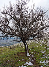 Bizzarra linea di neve sul tronco di un alberello (Costa di Palombaro).