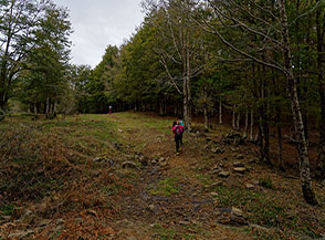 Lungo la pista forestale che risale il boscos versante settentrionale del Monte Soro.