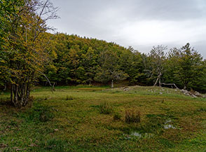 Radura nella faggeta di Sollazzo Verde.
