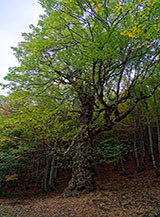 L&rsquo;Acerone di Monte Soro (un Acero di monte o montano, Acer pseudoplatanus L., di et&agrave; stimata sui 500 anni).