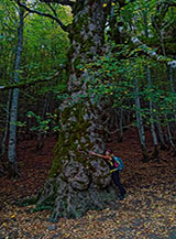 L&rsquo;Acerone di Monte Soro (un Acero di monte o montano, Acer pseudoplatanus L., di et&agrave; stimata sui 500 anni).