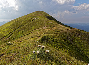 Fiori di Carlina bianca (Carlina acaulis L.) nei pressi del Passo della Calanca, sullo sfondo il Monte Spigolino.